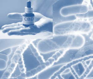 CBD Positive Impact on the Gut Microbiome